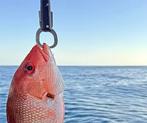 disCARD aims to close data gaps in Gulf fisheries