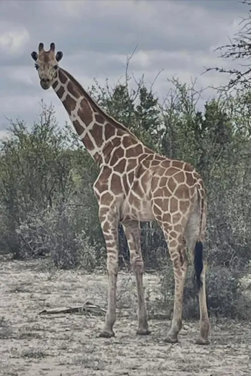 A giraffe named Gracie escaped in Texas. No one can seem to find her