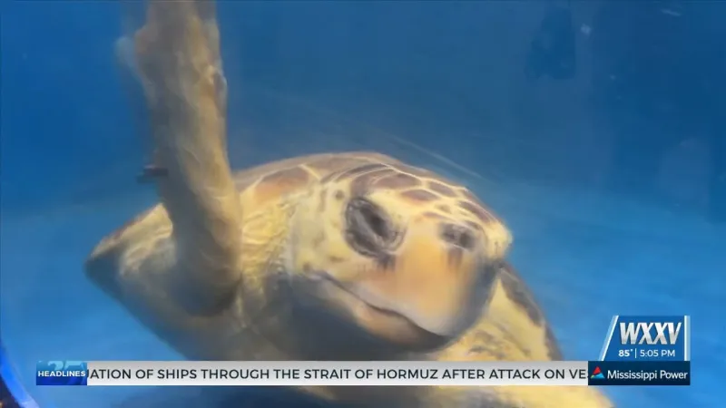 Mississippi Aquarium releases first loggerhead turtle