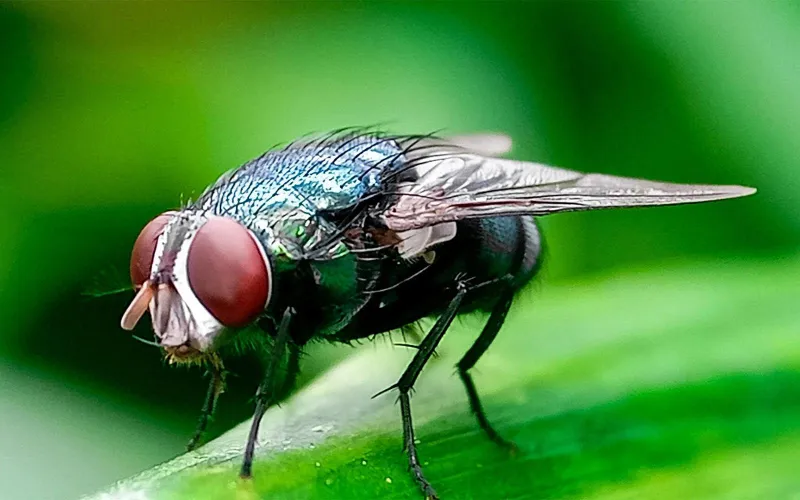 Mississippi remains clear of New World Screwworm