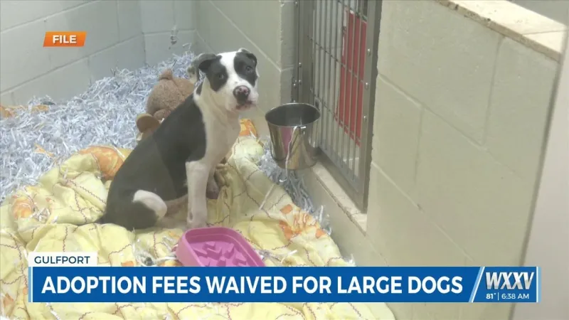 Adoption fees waived for large dogs at Humane Society of South Mississippi