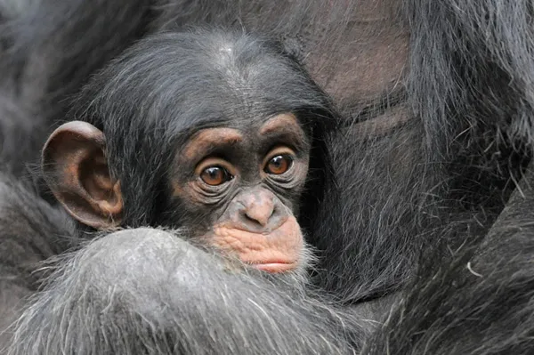 Get a load of this: Humans and great apes share similar giggles