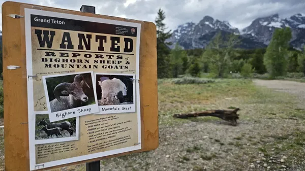 Wanted: The Teton Range's few remaining mountain goats