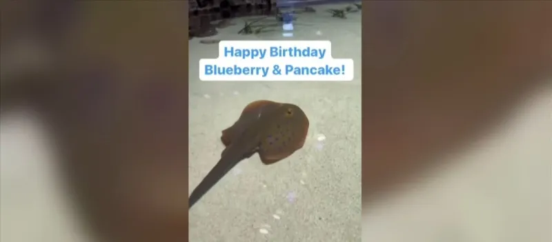 Stingrays celebrate birthdays at Mississippi Aquarium