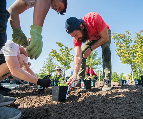 UM Biologists Study Ways to Increase Food Production for Growing World