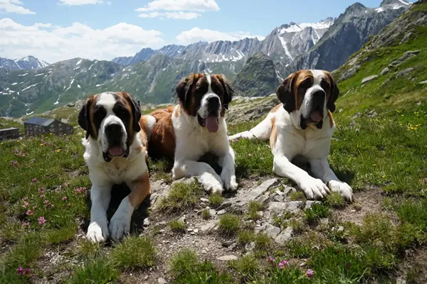 St. Bernard dogs still roam the Swiss Alps as part of this 'living museum' and its breeding program