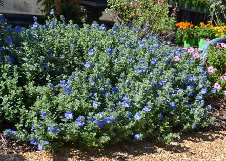 Red, white, blue flowers create patriotic gardens