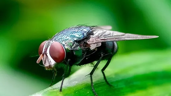 Mississippi remains clear of New World Screwworm