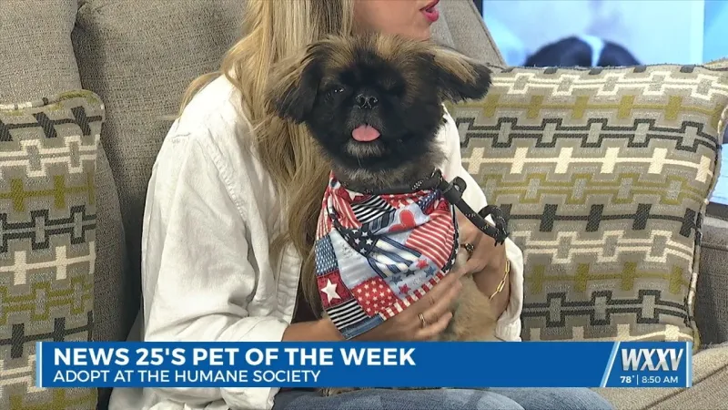 Pet of the Week: Puppy is looking for a forever home