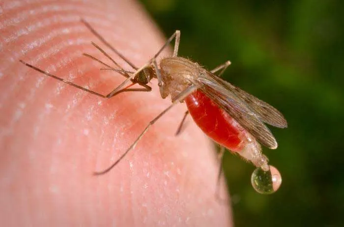 Mississippi's first West Nile virus case of 2026 confirmed in Hancock County