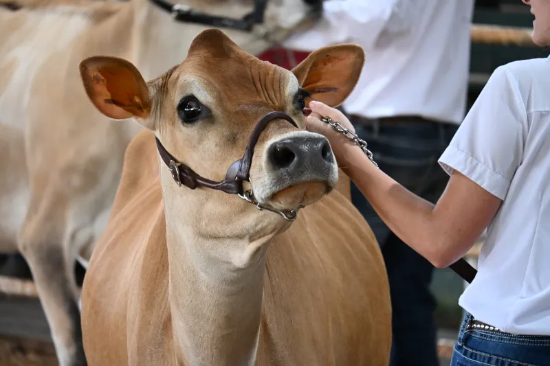 Newton Hosts 88th Annual State Dairy Show