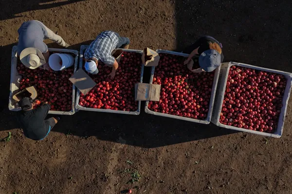 A California farmer is giving away tons of nectarines that he's not allowed to sell