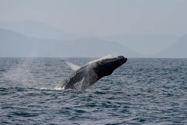 Sightings of humpback whales surge in Rio de Janeiro, fueling demand for whale-watching trips