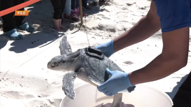 Institute for Marine Mammal Studies holding turtle release