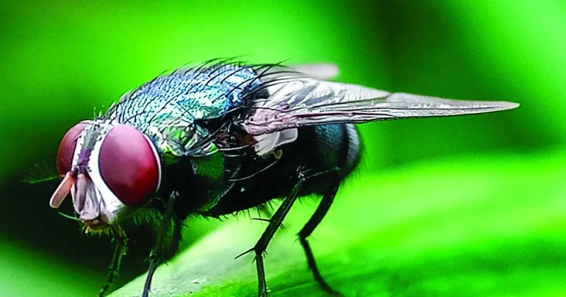 Mississippi remains clear of New World Screwworm