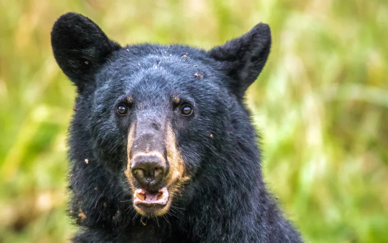 Bear Necessities: Understanding South Mississippi's growing black bear population