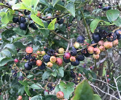 Watermelons, blueberries devastated by summer rain
