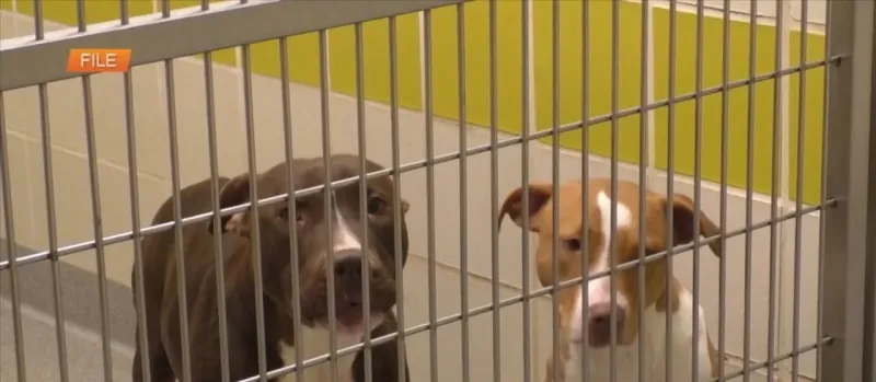 HSSM offering 'Dog Days of Summer' adoption special