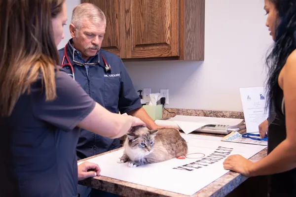 What to know about protecting pets from the New World screwworm fly