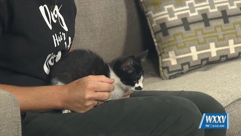 Pet of the Week: Chaplin is looking for a forever home