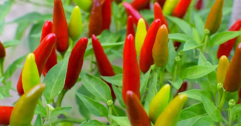 Organic production increasing in the state