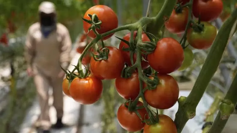 MSU's Canales in The Conversation: A perfect storm of factors is driving up US produce prices, but shoppers can still save