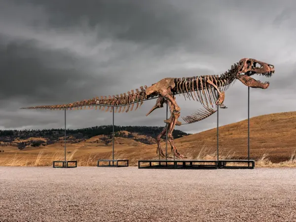 Mystery bidder buys T. rex nicknamed 'Gus' for a record $50 million