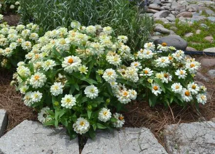 Zinnia varieties perform through summer months