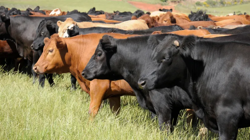 MDAC hosting workshop for livestock producers on Aug. 10