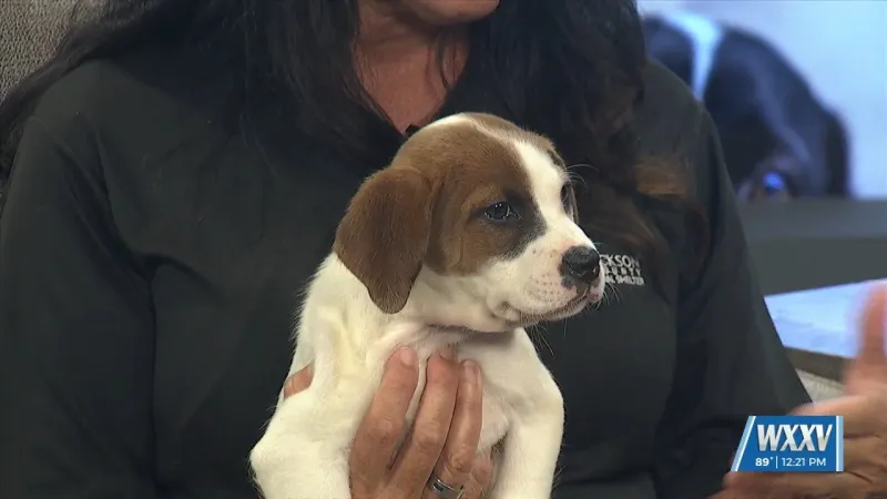 Pet of the Week: Amora is looking for a forever home