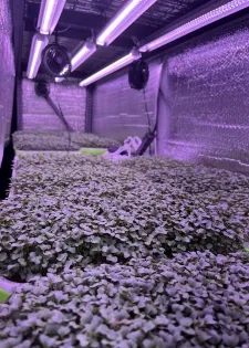 MSU workshop trains on hydroponic farming