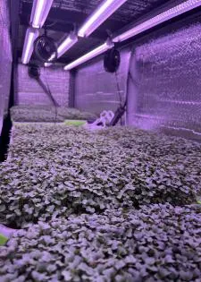 MSU workshop trains on hydroponic farming