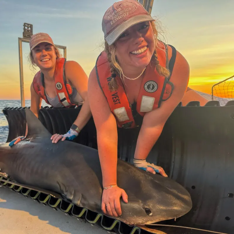 Ahead of 'Shark Week': How MSU graduate students are taking a bite out of shark research