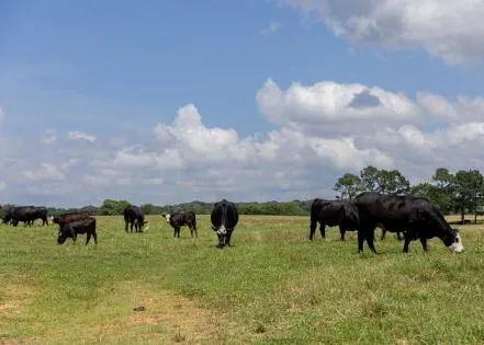 Proper lime application benefits hay production