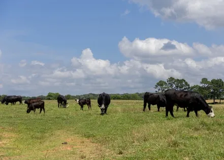 Proper lime application benefits hay production