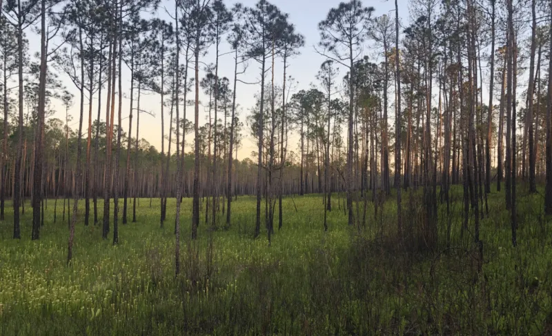 Mississippi to open fifth grant cycle for Outdoor Stewardship Trust Fund with $15 million available