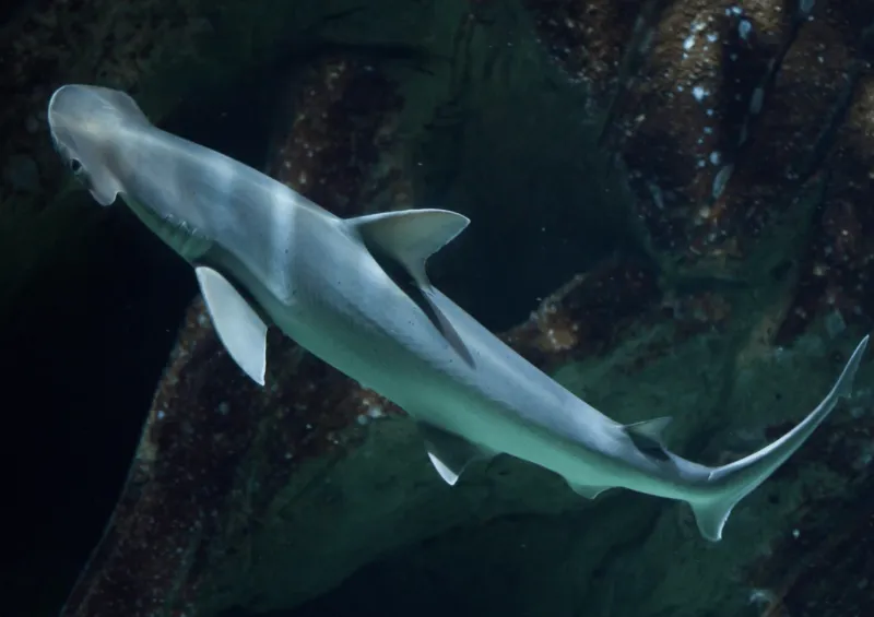 Mississippi Aquarium to host 'Shark Weekend' ahead of Discovery's 'Shark Week'
