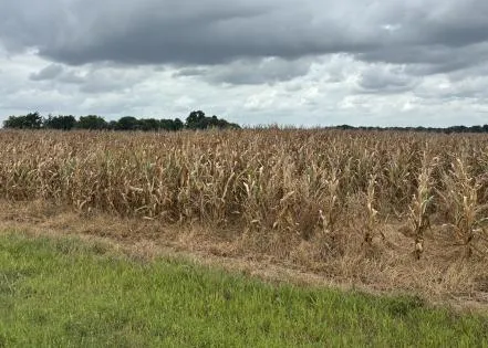 Early corn crop headed to apparent good harvest