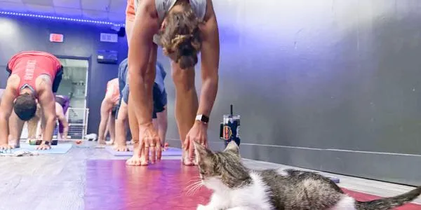 Moving into cat pose: Hattiesburg Hot Yoga presents Kitten Yoga