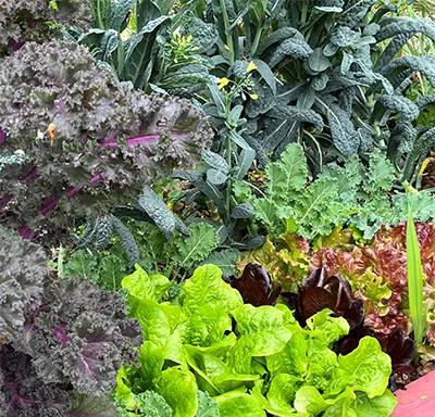 Why gamble on store-bought leafy greens?