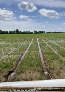 Reused rice tailwater shows water savings