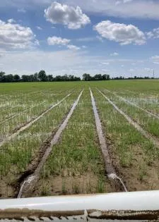 Reused rice tailwater shows water savings