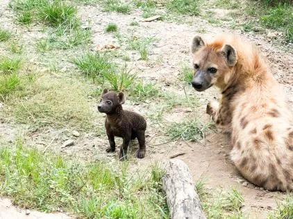 Hattiesburg Zoo announces name of hyena cub born on June 7