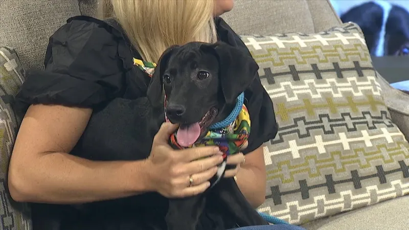 Pet of the Week: John is looking for a forever home