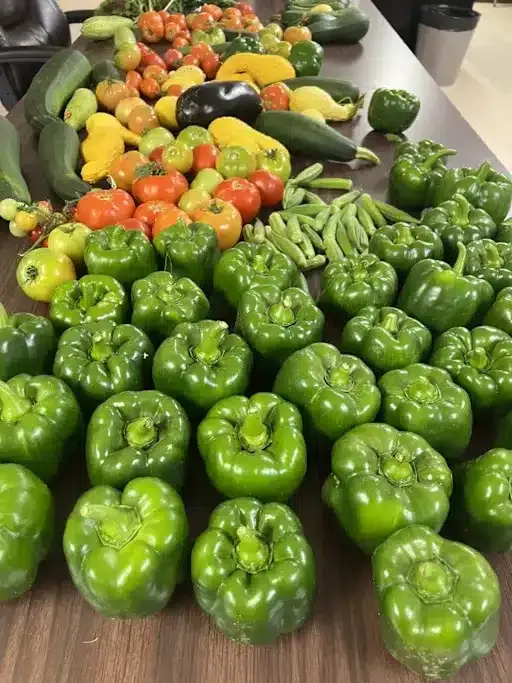 JPS Environmental Learning Center's People's Garden grows fresh produce, learning opportunities, and community impact