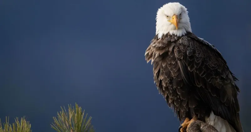 Eagle pair inspires California dreaming