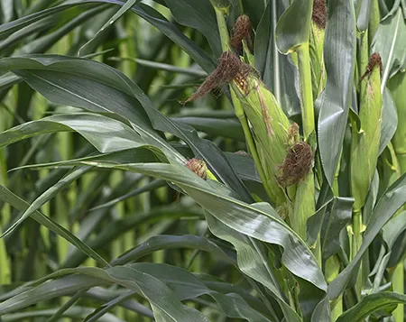 North Mississippi Row Crop Field Day set for Aug. 20
