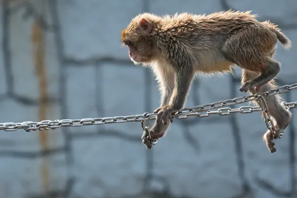 Japan's monkey sensation Punch gets thousands of birthday messages as he turns 1 on Sunday