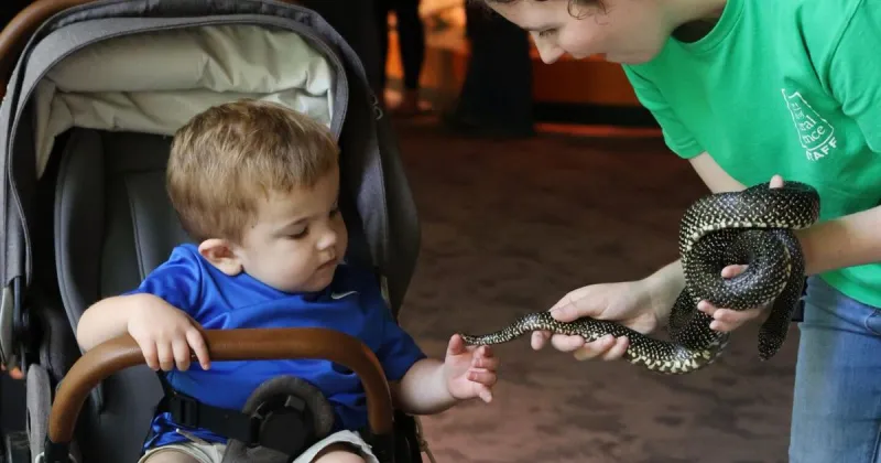 Mississippi Museum of Natural Science announces retirement of beloved speckled kingsnake, Elvis