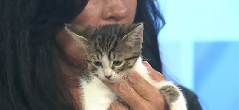 Pet of the Week: Alyx is looking for a forever home